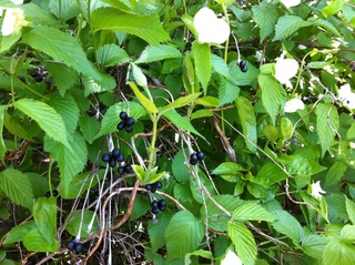 2012.514 017.JPG