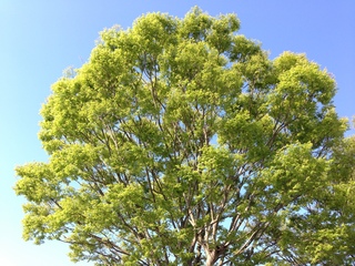 2013.4.12 002.JPG
